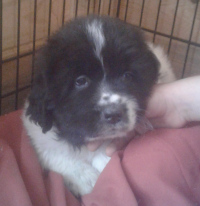 black puppy