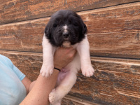 blue puppy