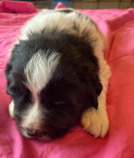 blue puppy