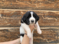 brown puppy
