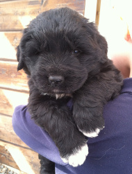 brown puppy