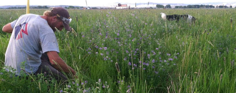 Checking the fields