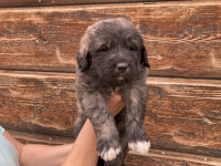 gray puppy