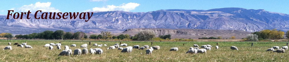 Sheep Grazing