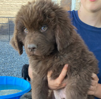 light blue puppy