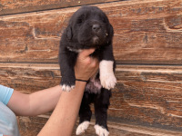 black puppy