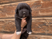 blue puppy