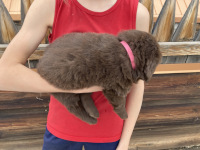 pink puppy