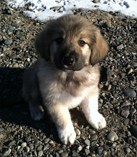 newfoundland great pyrenees mix dog