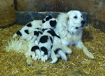 newfoundland great pyrenees mix size