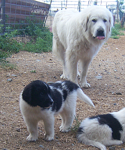 landseer newfoundland great pyrenees mix