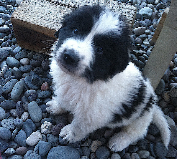 Newfoundland x sales puppies