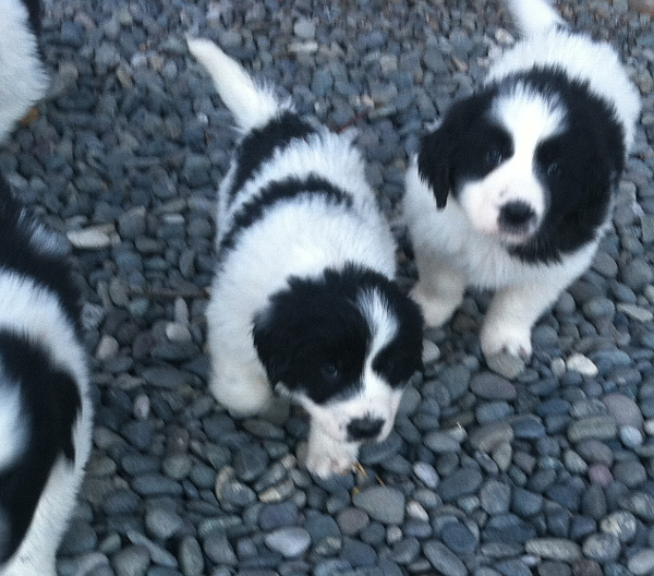 pyrenees and newfoundland mix