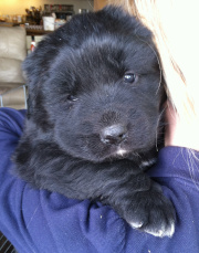 purple puppy