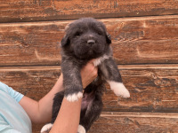 red puppy